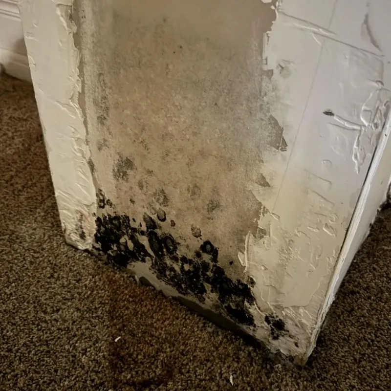 Professional Mold Removal in Lucas County, OH